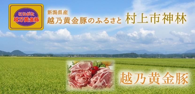 新潟県産 越乃黄金豚のふるさと 田園の広がる風景